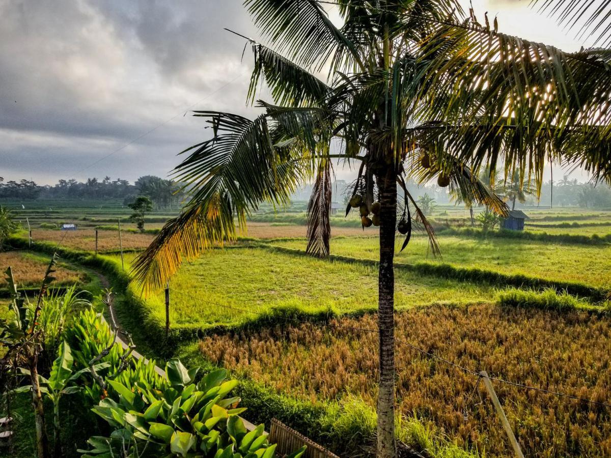 Mancur Guesthouse Ubud  Ngoại thất bức ảnh